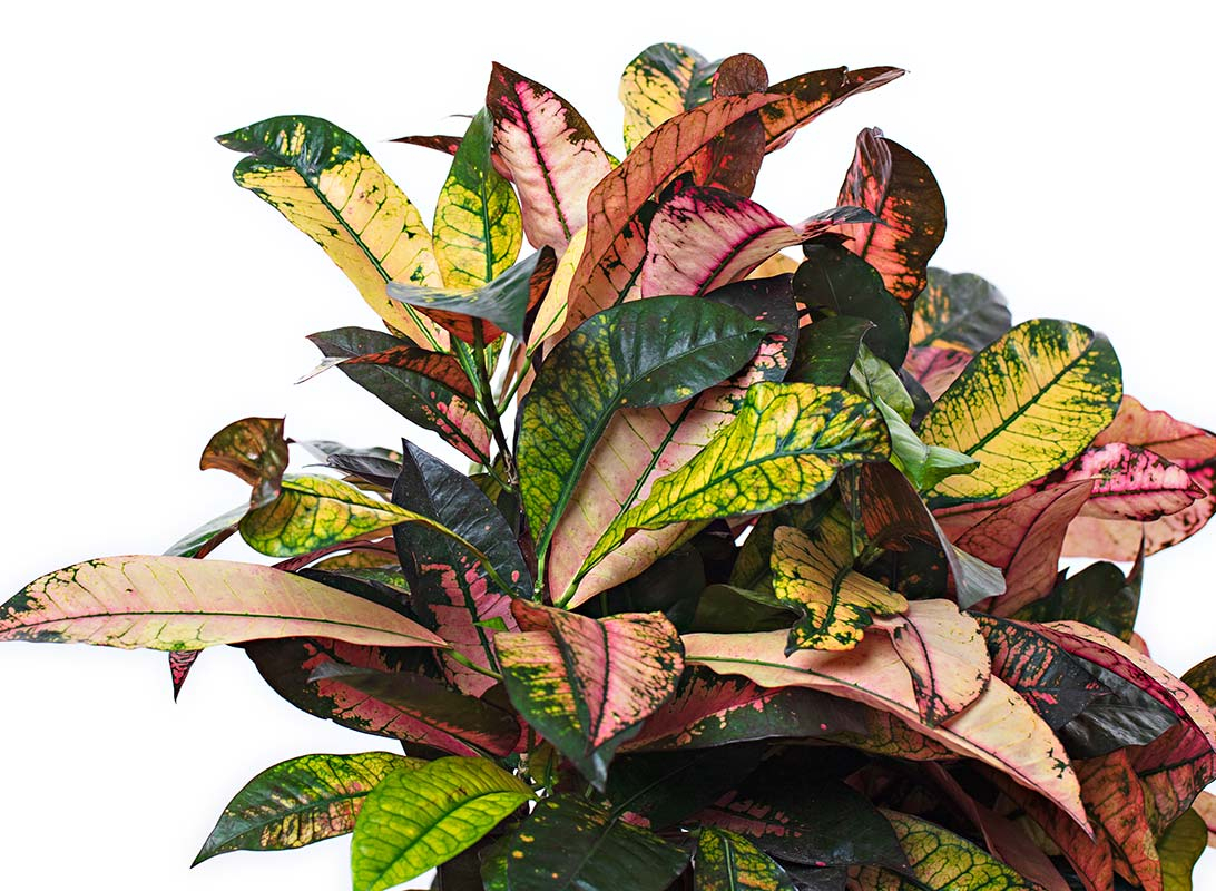 Croton iceton