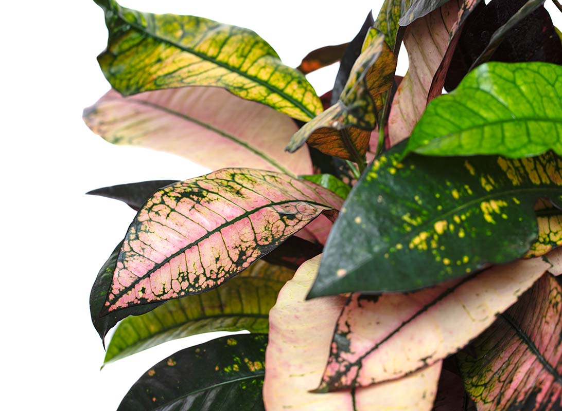 Croton iceton