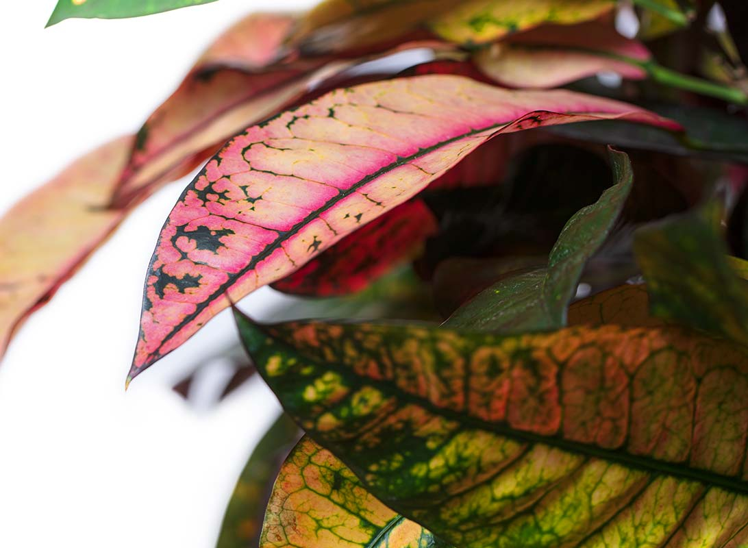 Croton iceton
