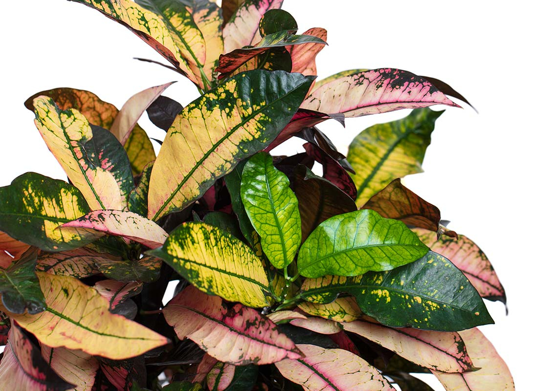 Croton iceton