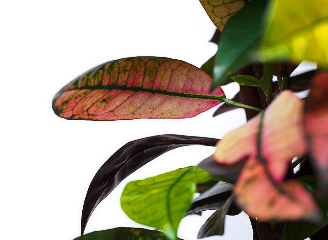 Croton iceton
