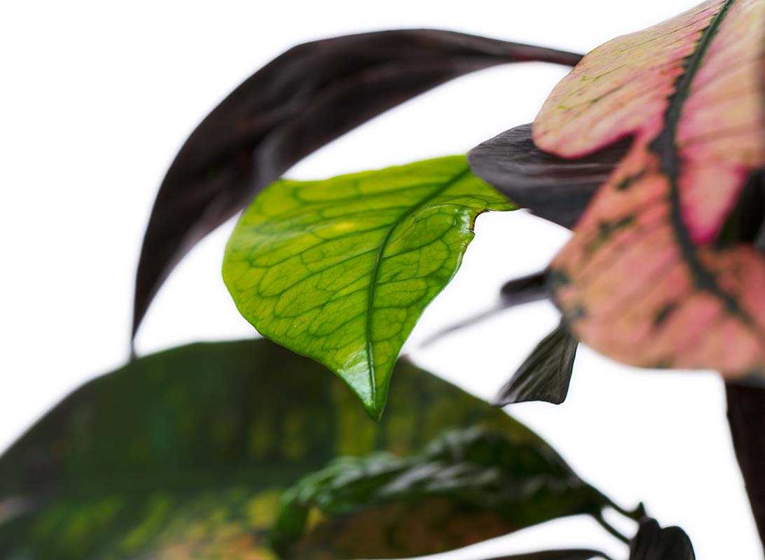 Croton iceton