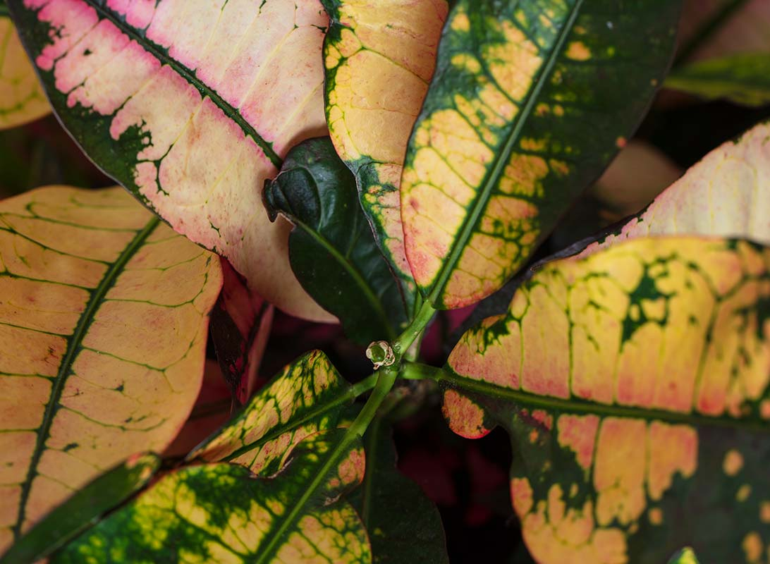 Croton iceton