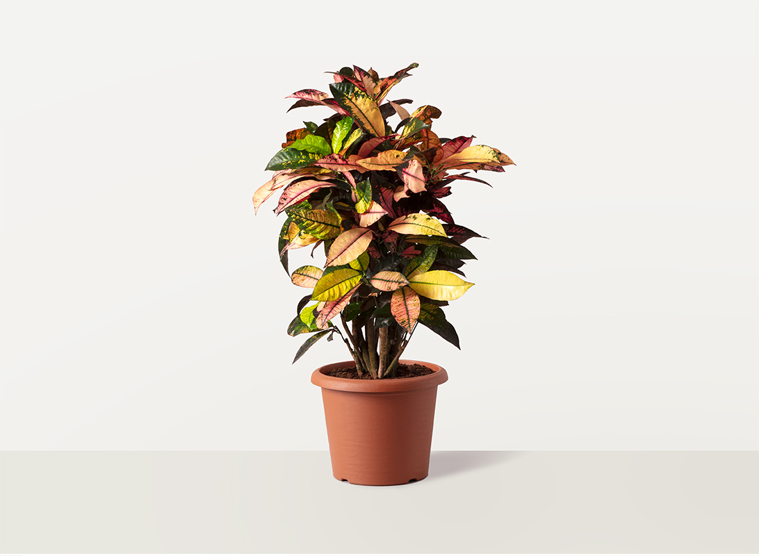 Croton iceton