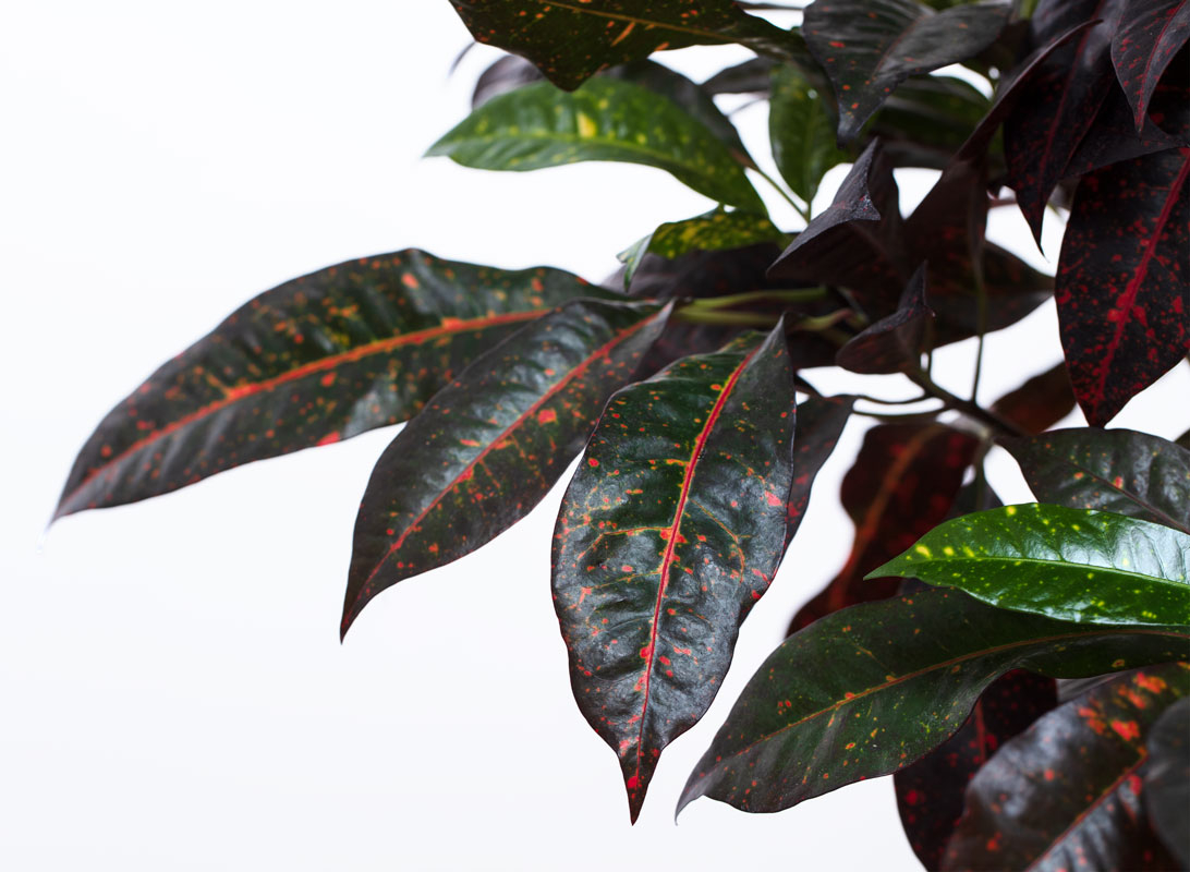 Croton variegato