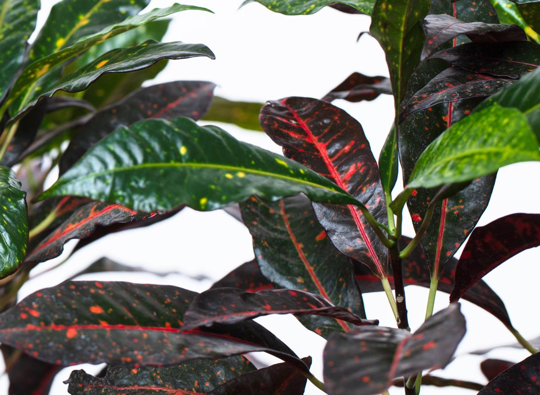 Croton variegato