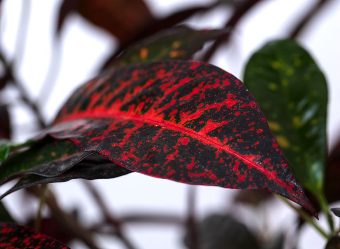 Croton variegato