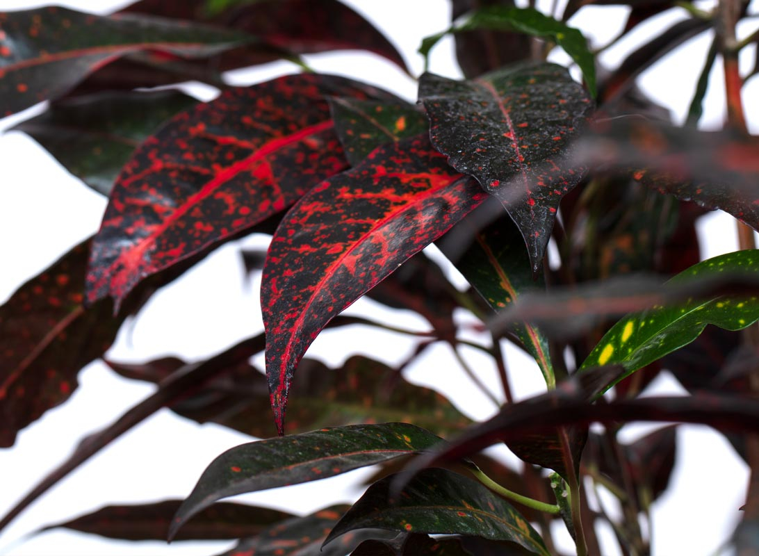 Croton variegato