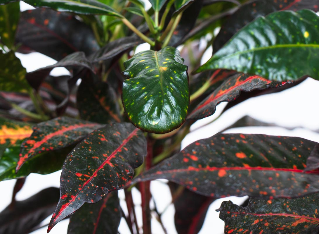Croton variegato