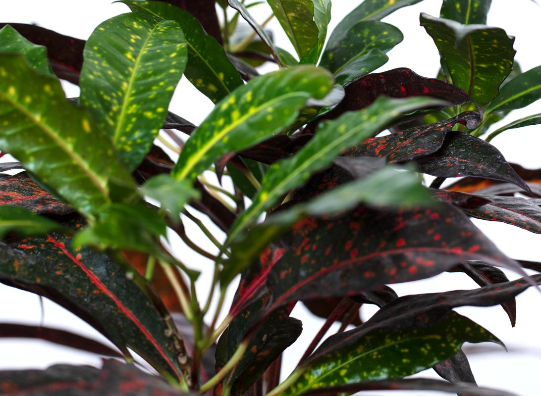 Croton variegato