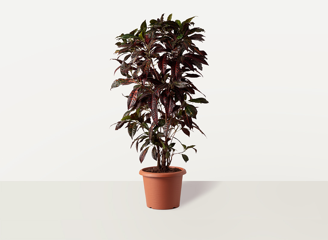 Croton variegato