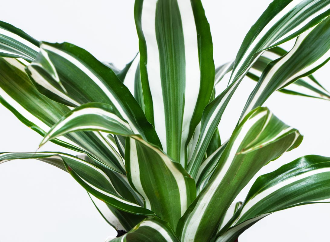 Dracaena Fragrans