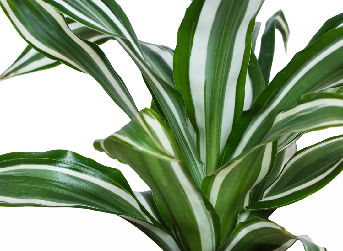 Dracaena Fragrans