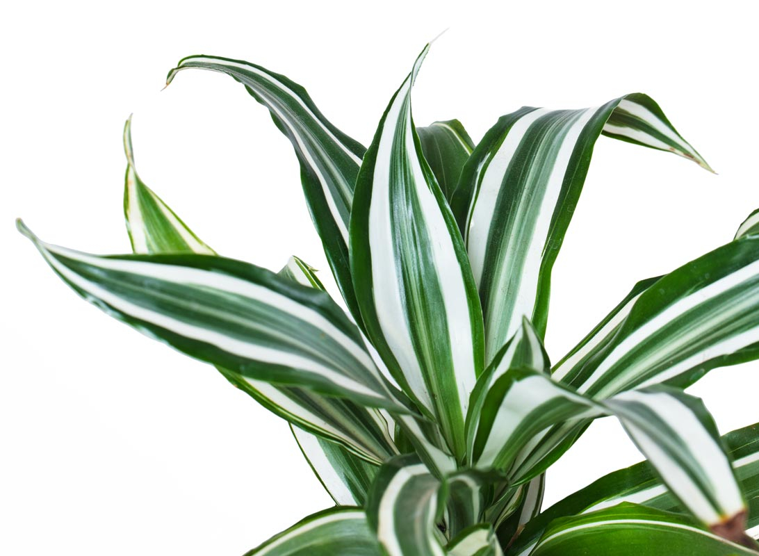 Dracaena Fragrans