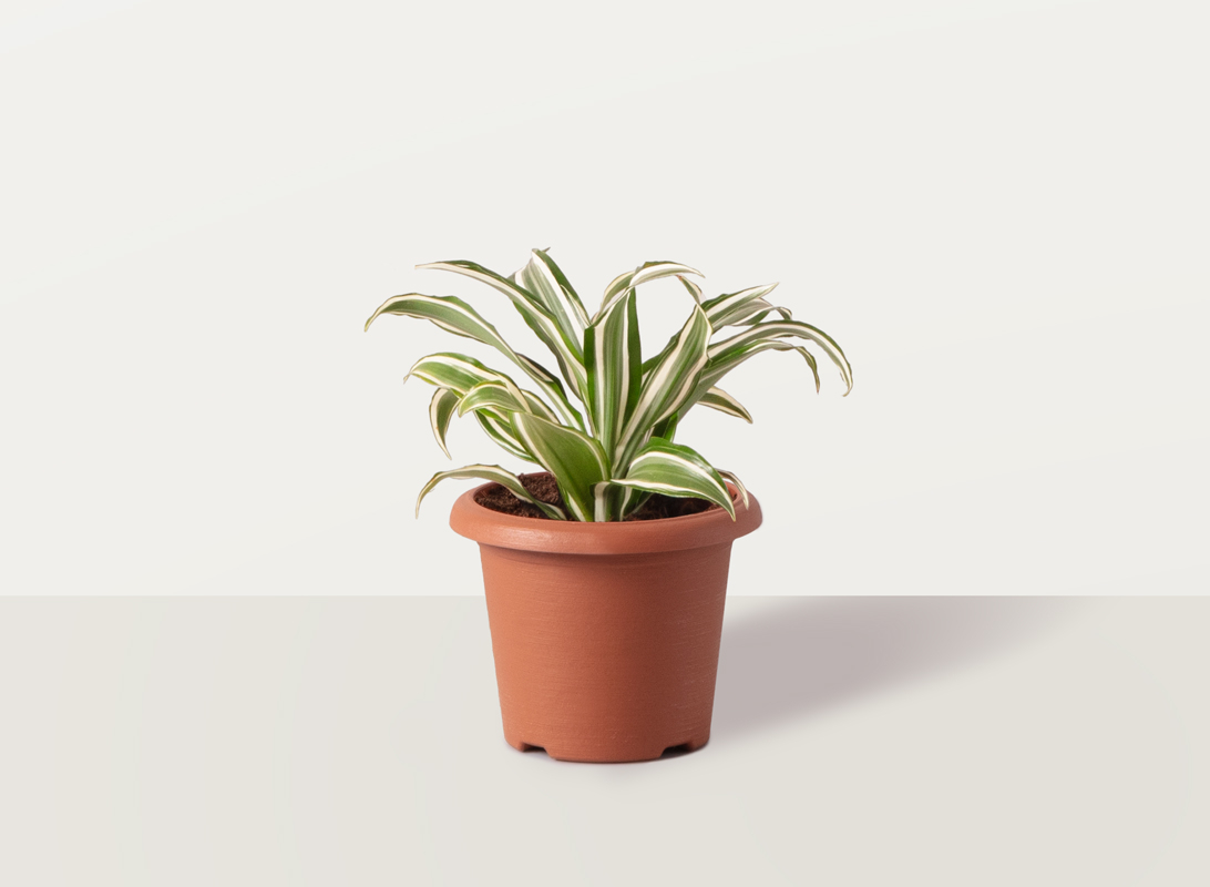 Dracaena Fragrans