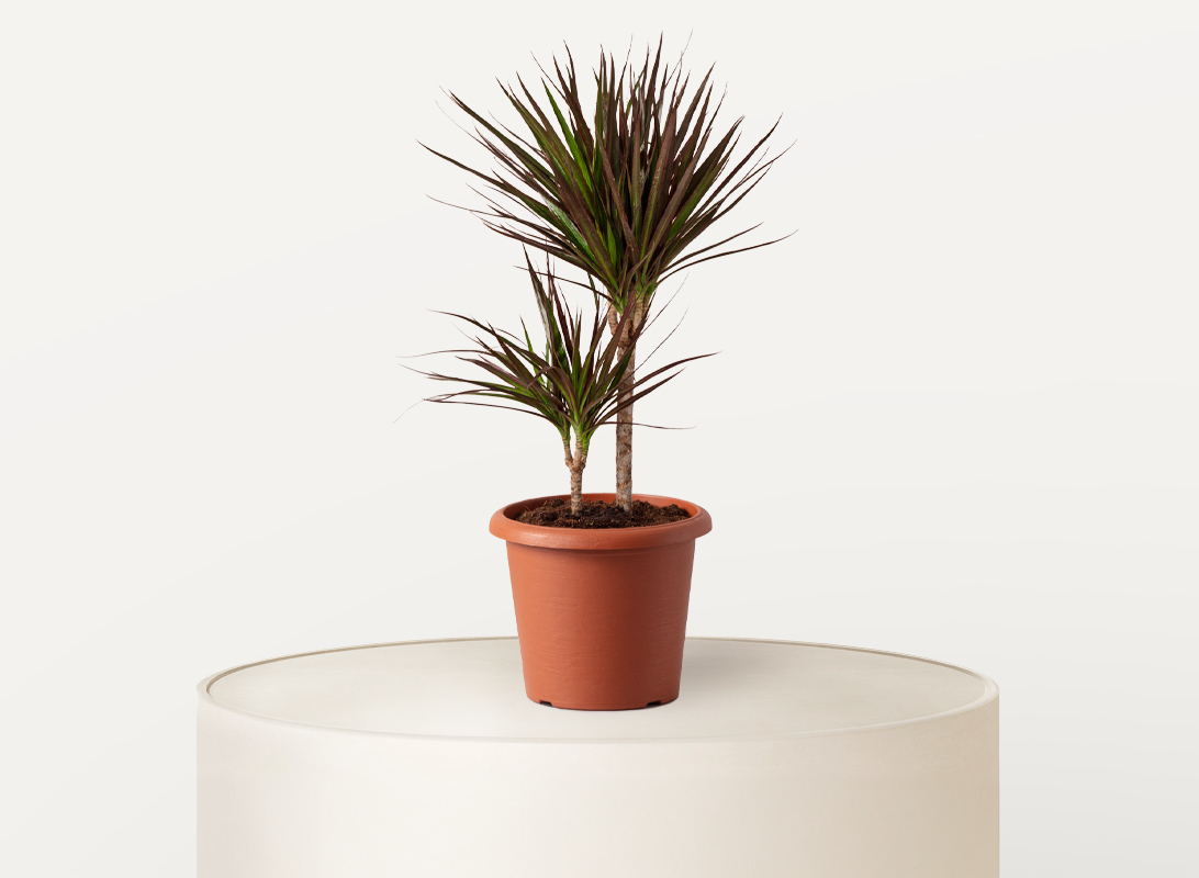 Dracaena marginata