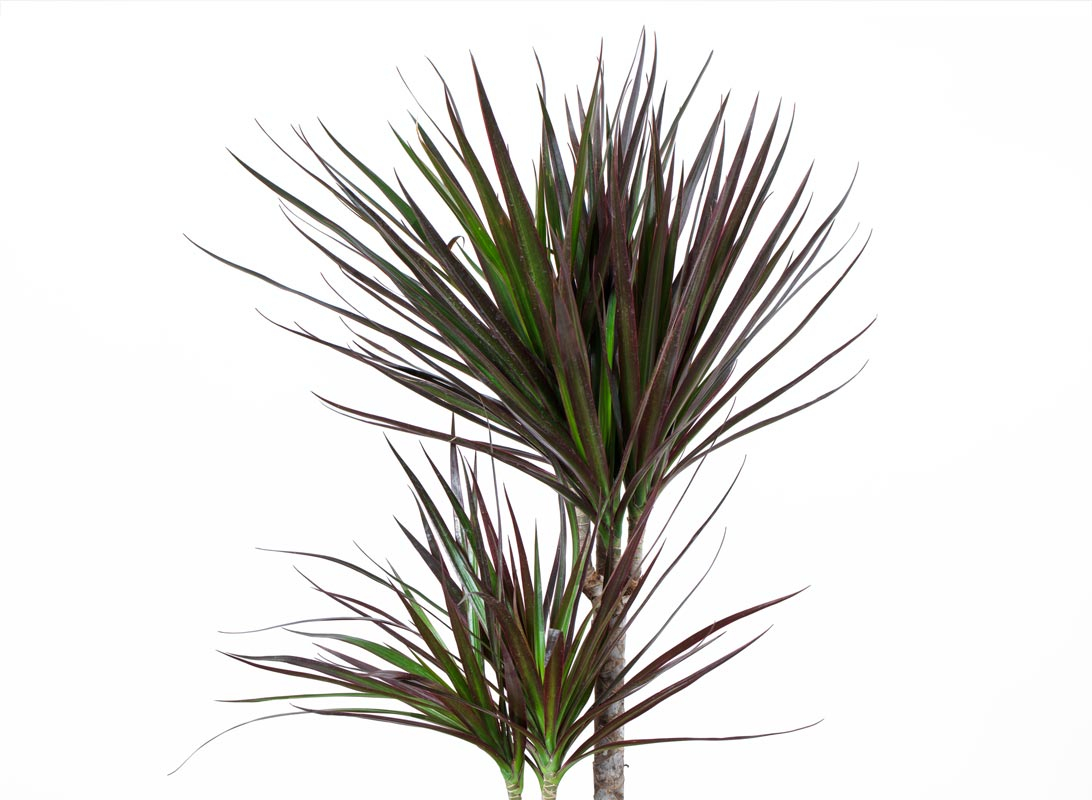 Dracaena marginata