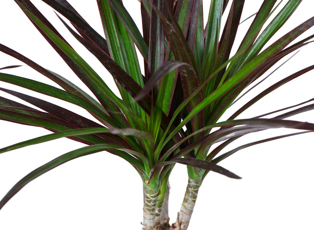 Dracaena marginata