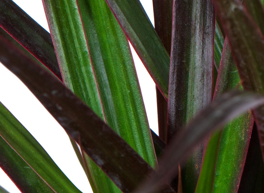 Dracaena marginata