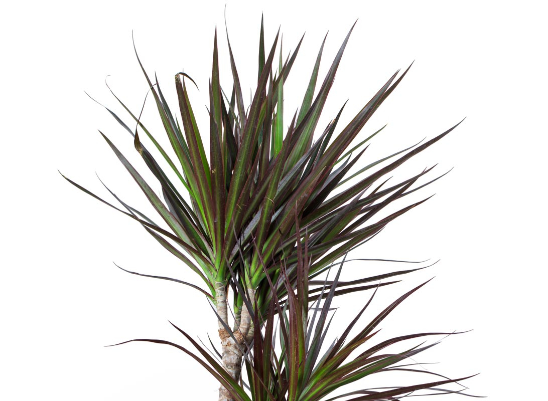 Dracaena marginata
