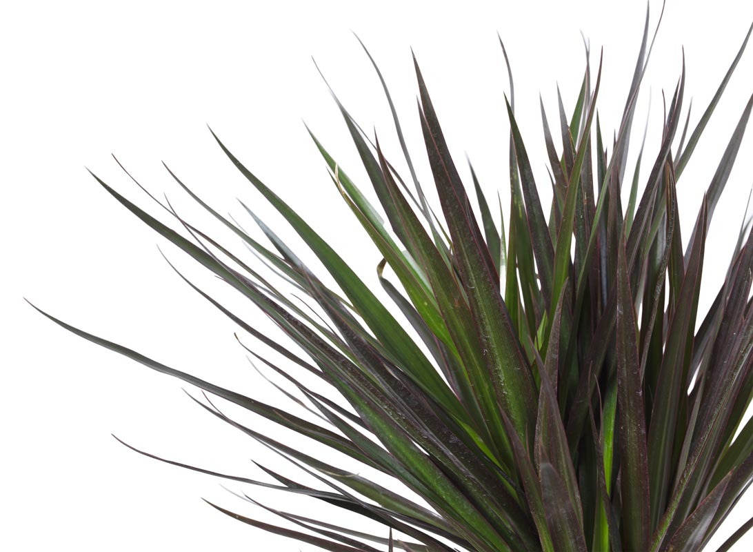 Dracaena marginata