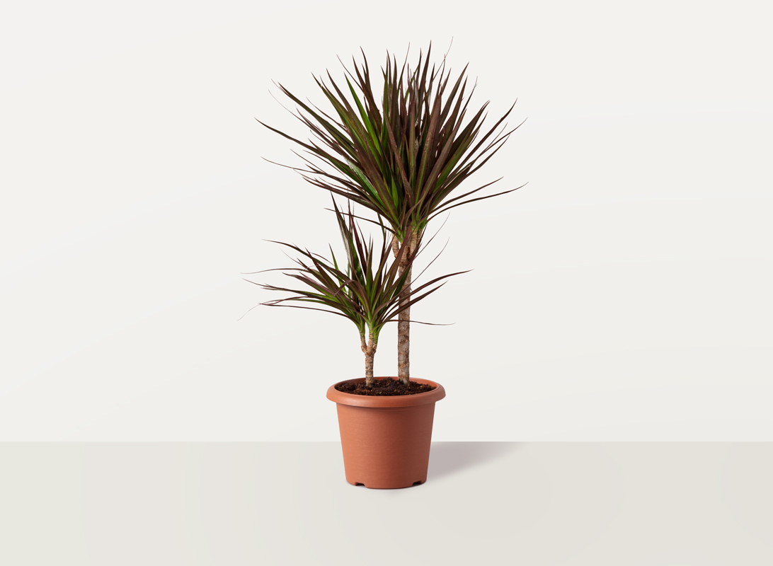Dracaena marginata