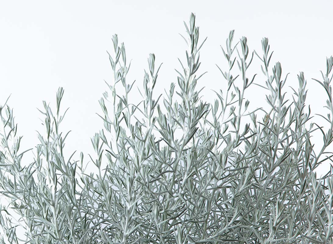 Eremophila nivea