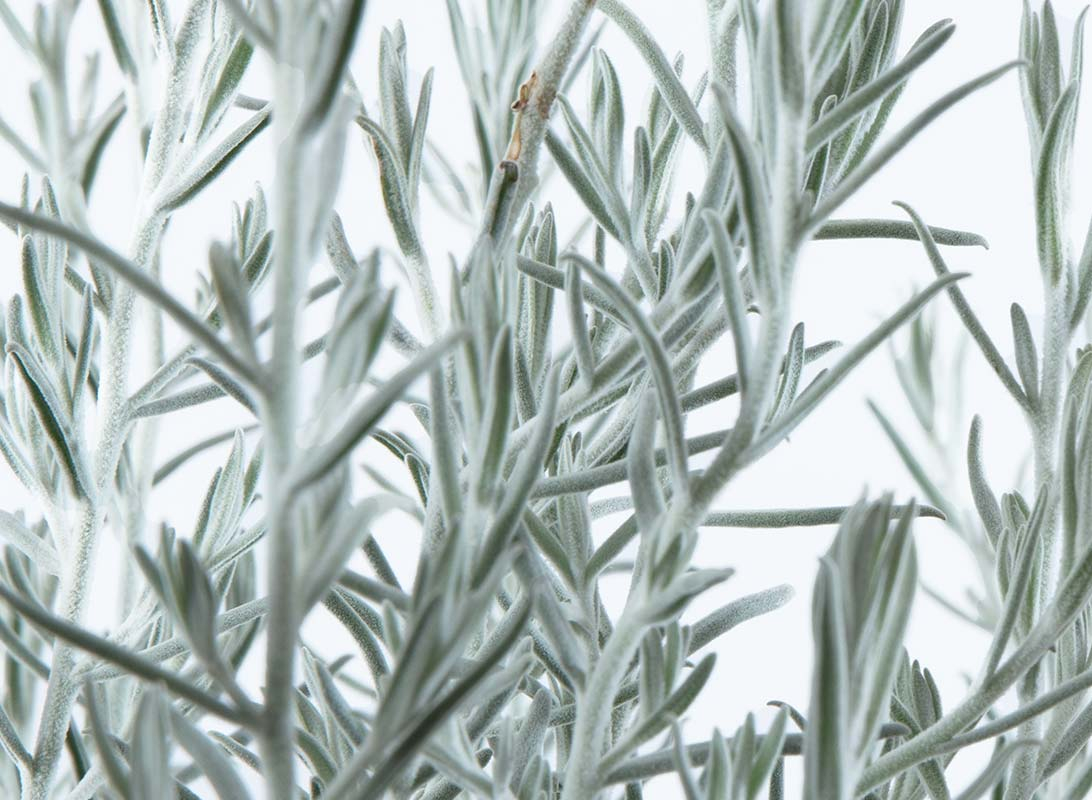 Eremophila nivea