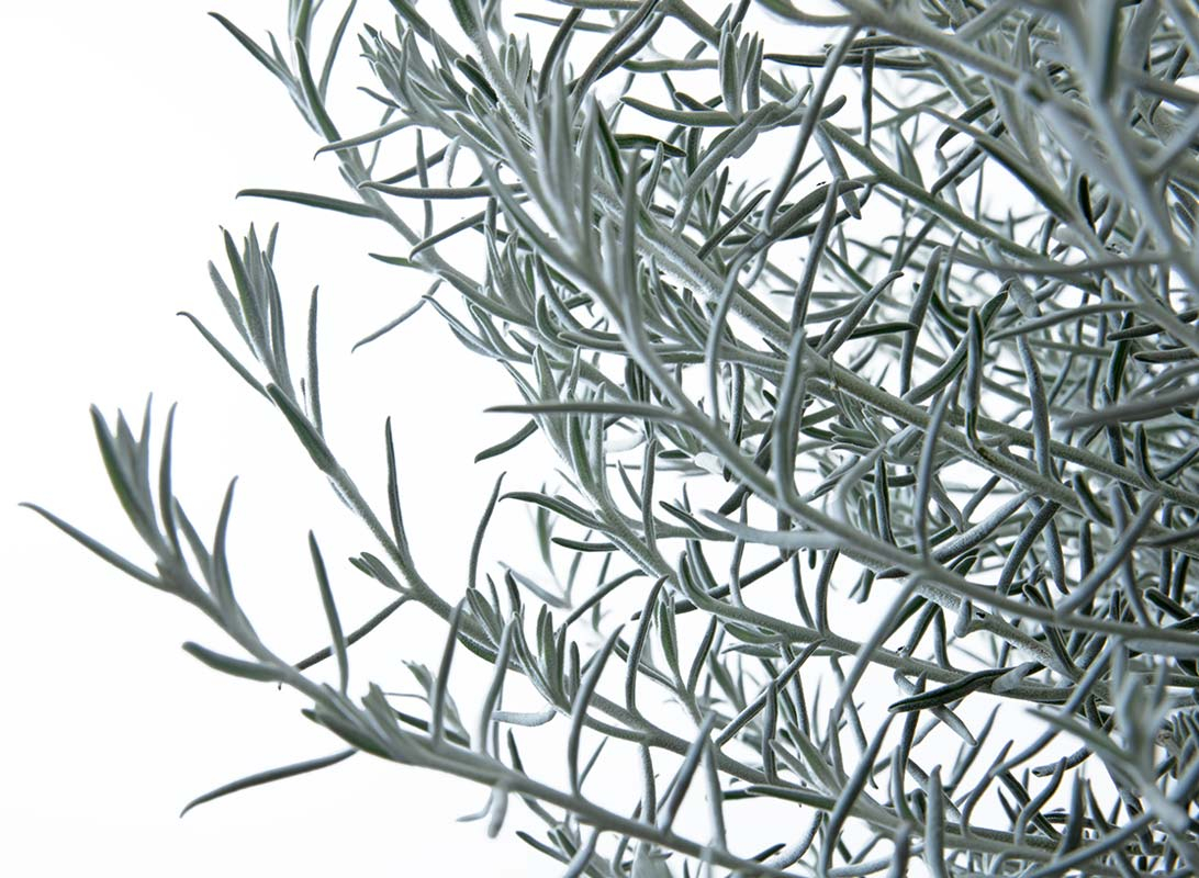 Eremophila nivea