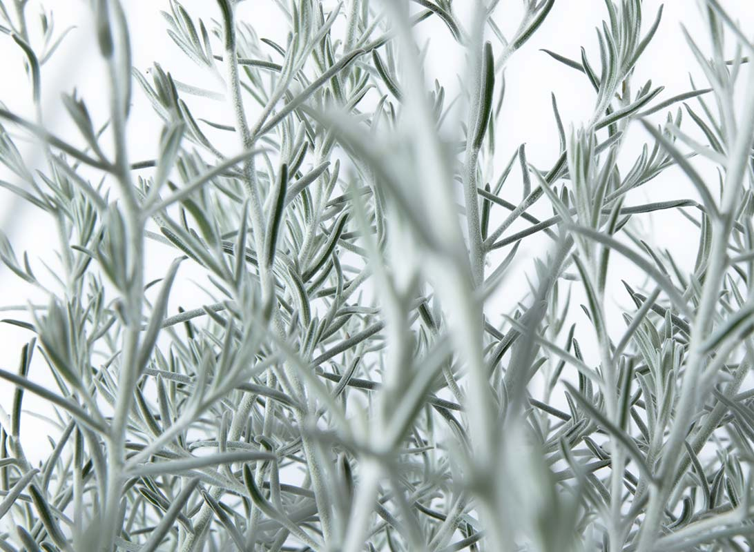 Eremophila nivea
