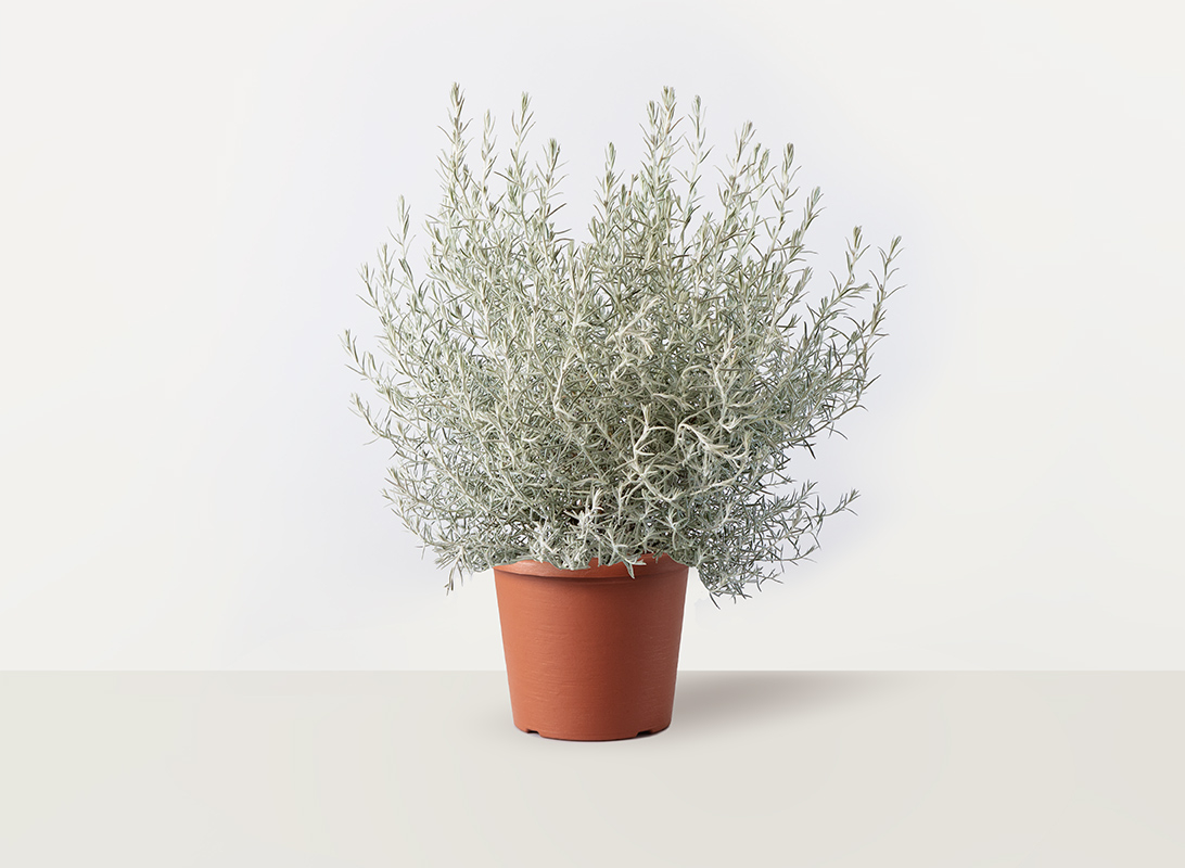 Eremophila nivea