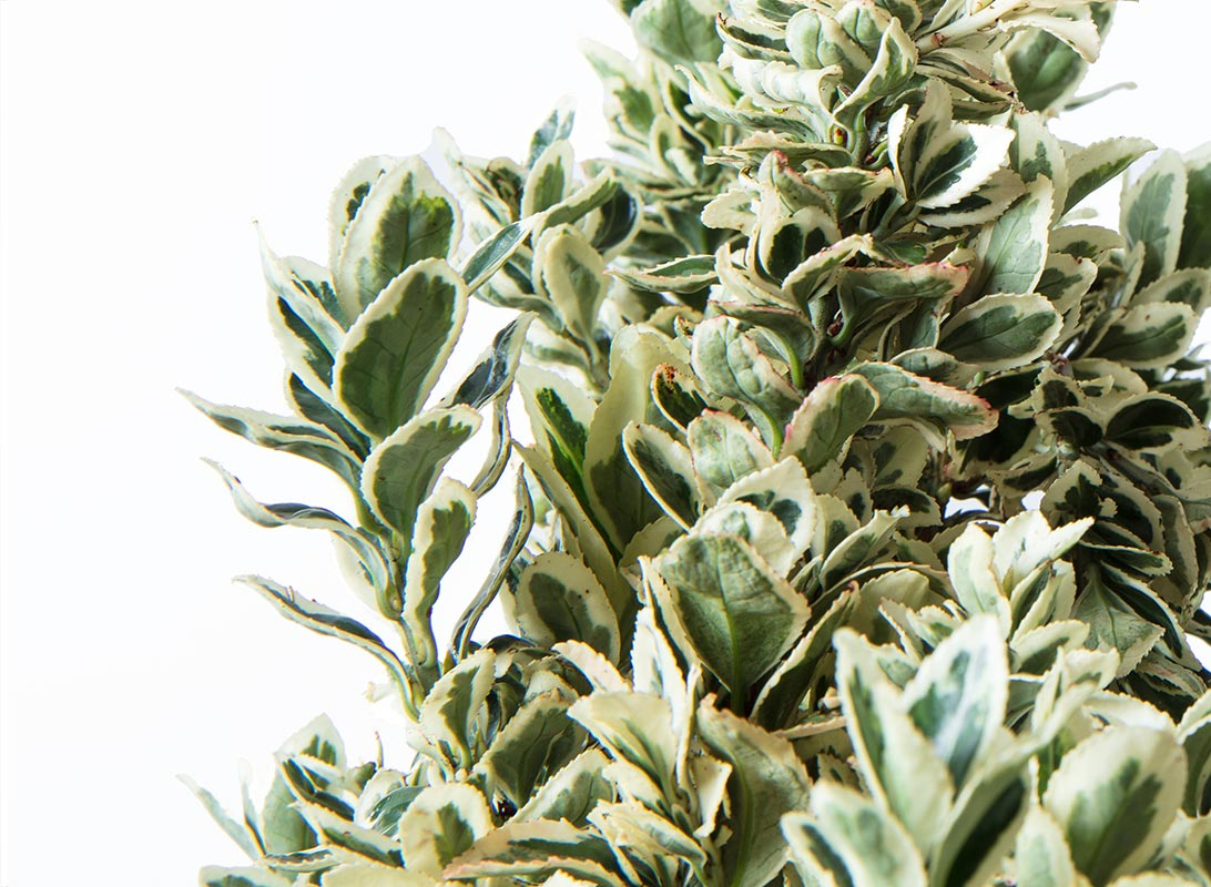 Euonymus japonicus white spire