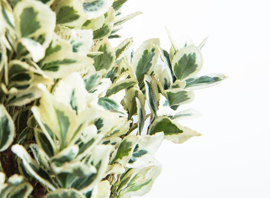 Euonymus japonicus white spire