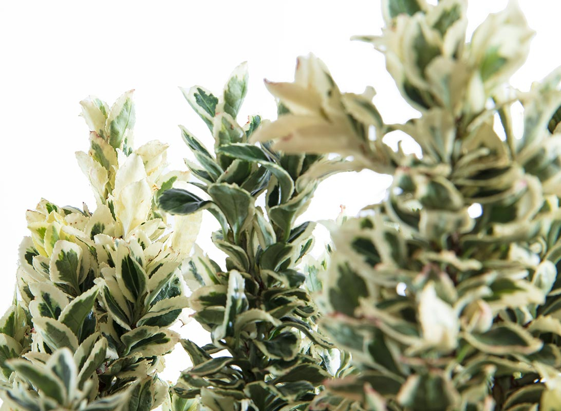 Euonymus japonicus white spire