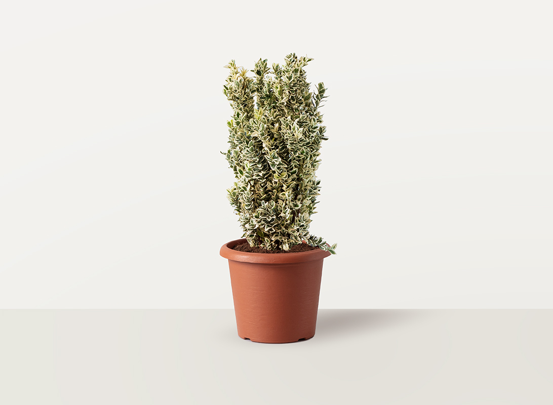 Euonymus japonicus white spire