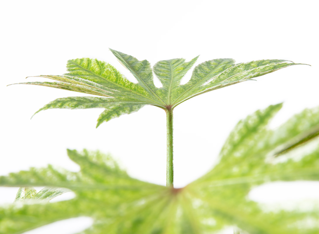 Fatsia japonica (Aralia)