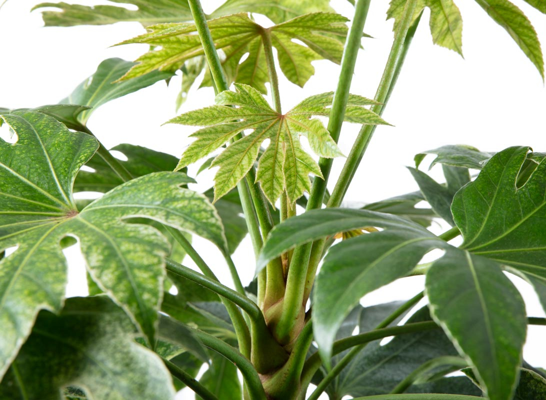 Fatsia japonica (Aralia)