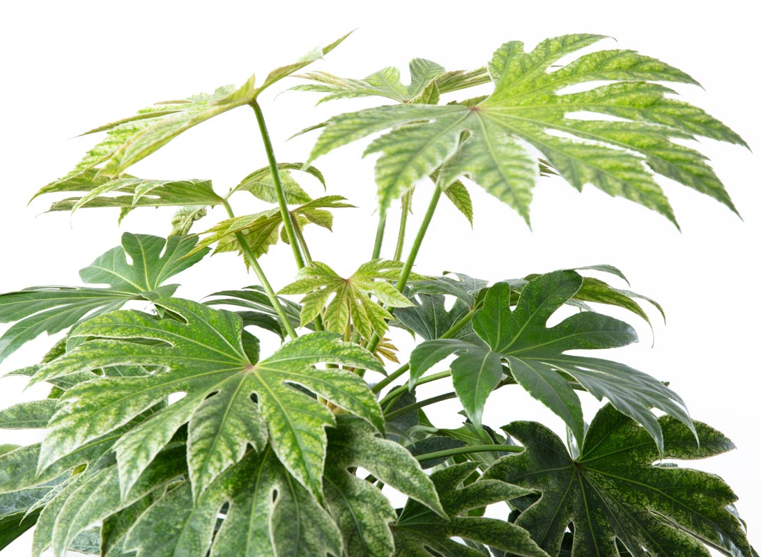 Fatsia japonica (Aralia)