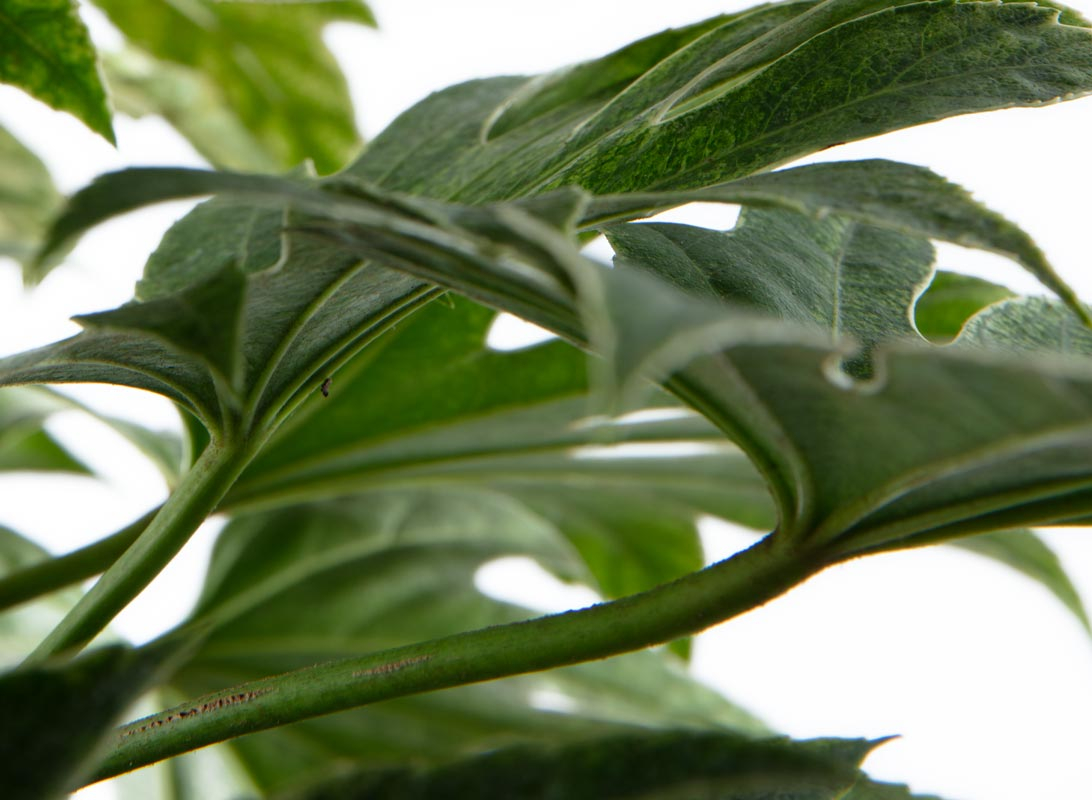 Fatsia japonica (Aralia)