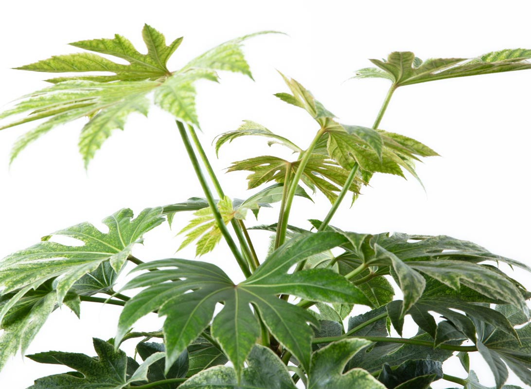 Fatsia japonica (Aralia)