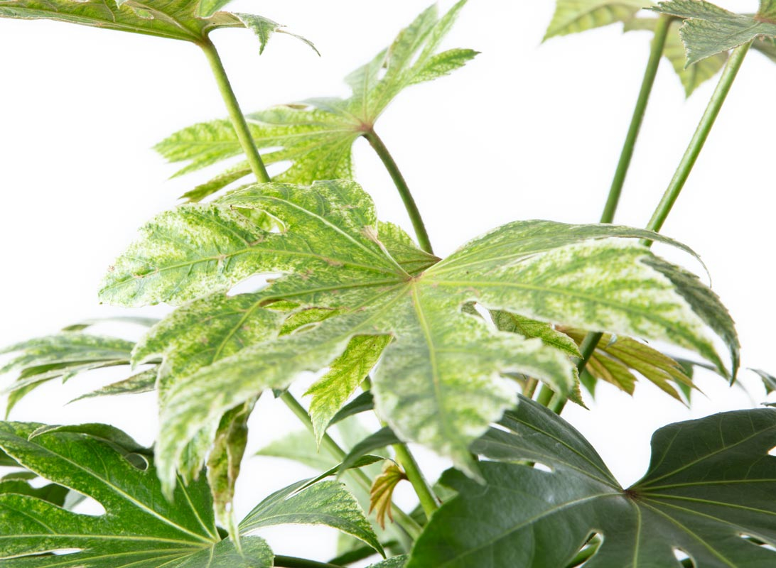 Fatsia japonica (Aralia)