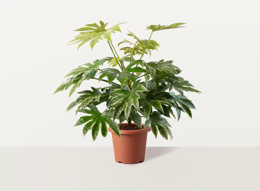 Fatsia japonica (Aralia)
