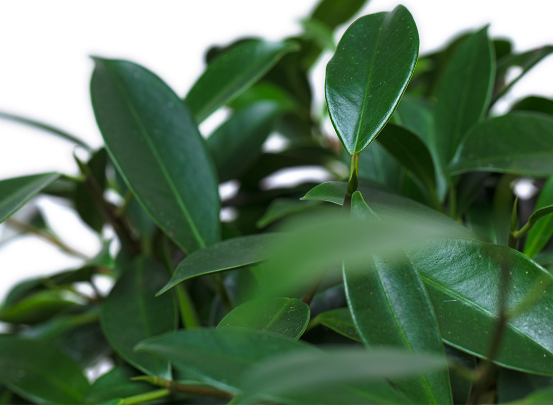 Ficus ginseng bonsai
