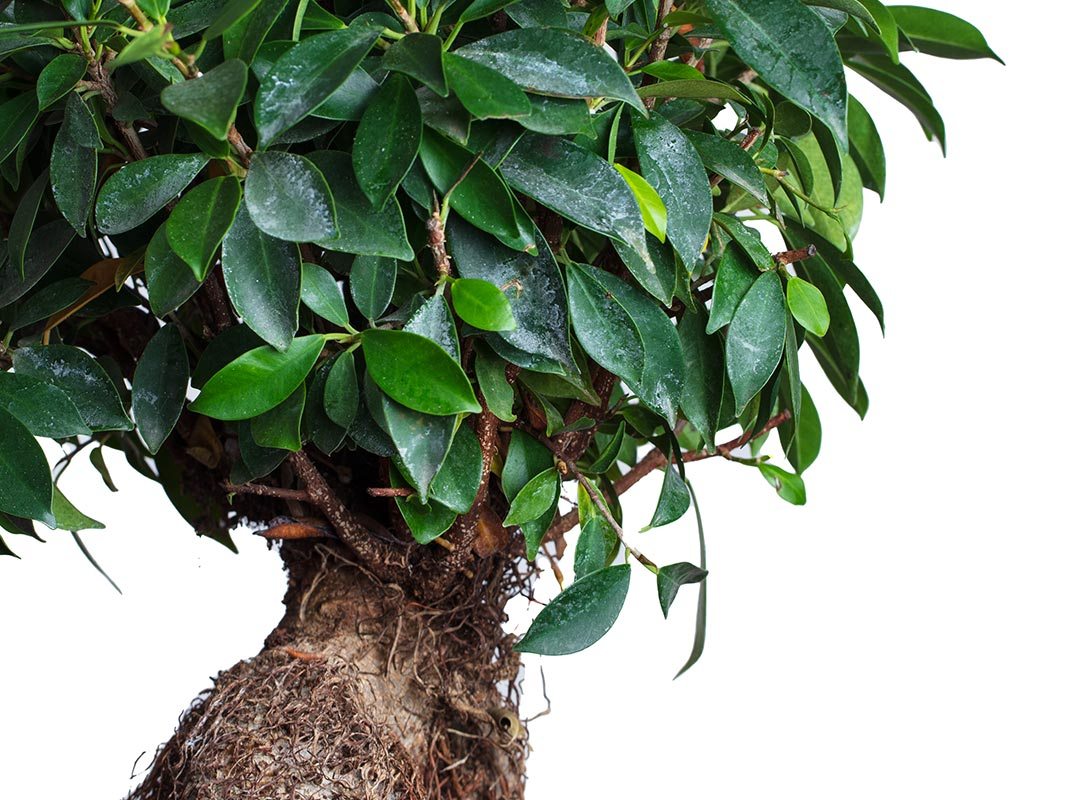 Ficus ginseng bonsai