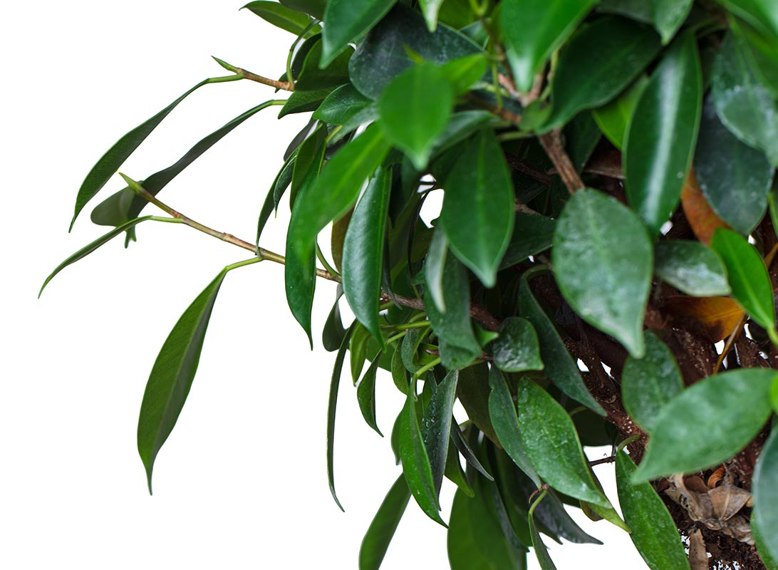 Ficus ginseng bonsai