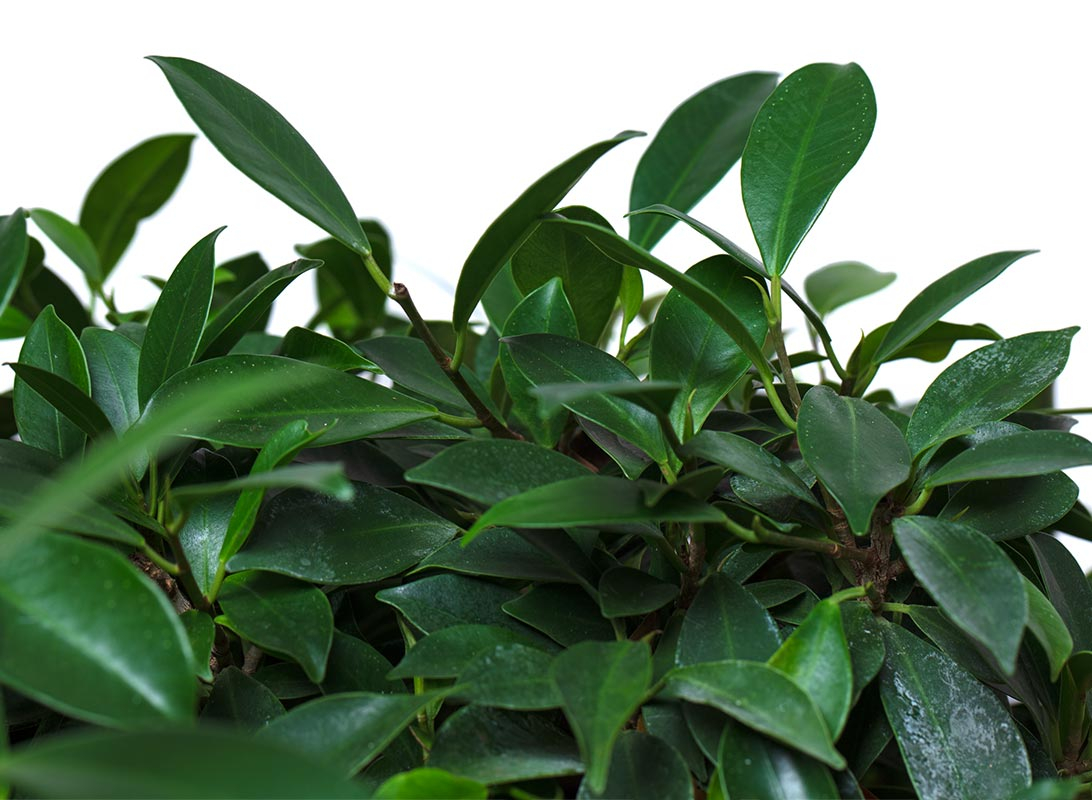 Ficus ginseng bonsai