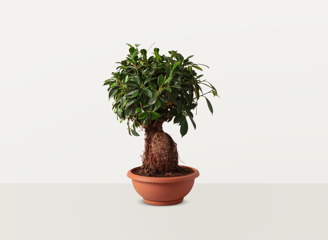Ficus ginseng bonsai