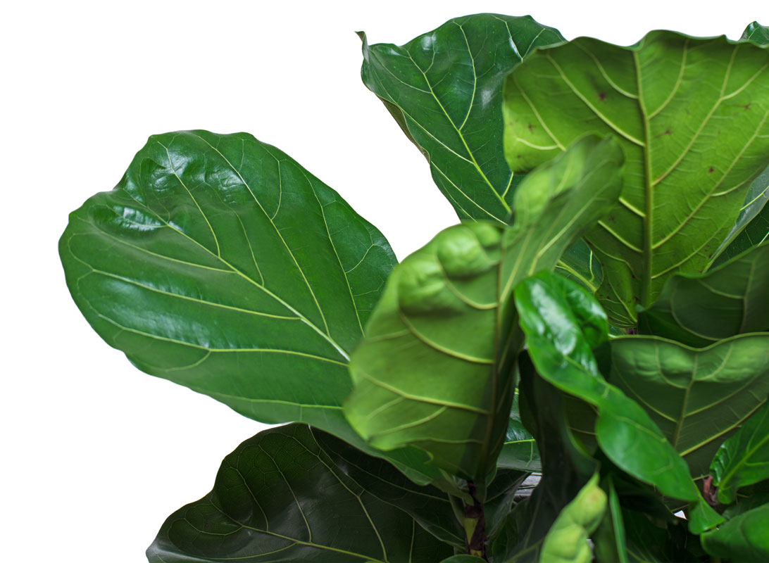 Ficus lyrata