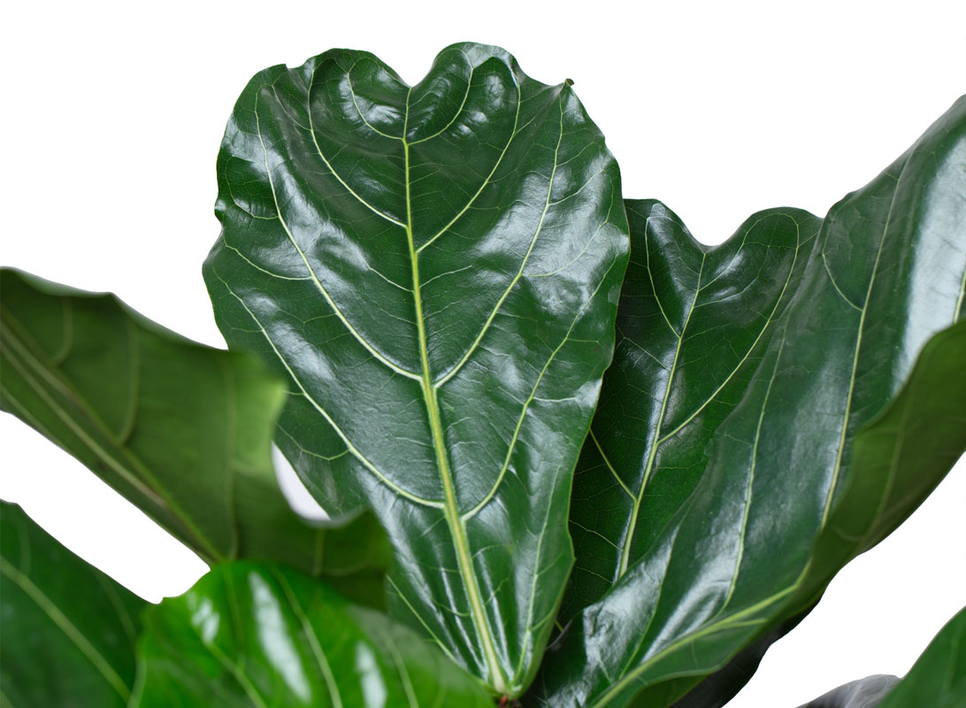Ficus lyrata