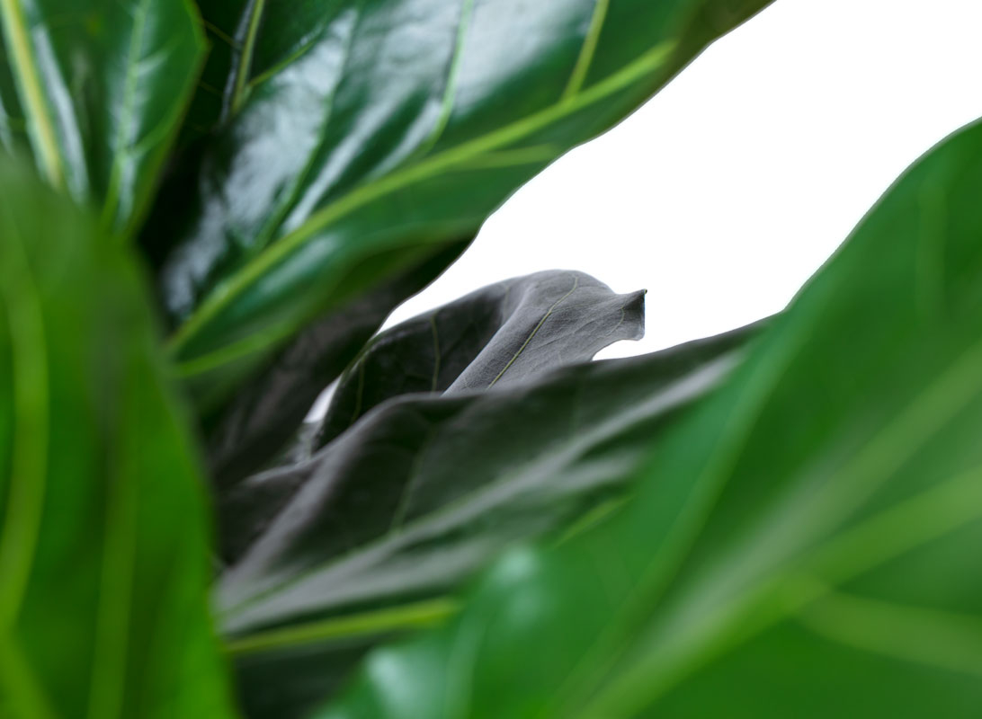 Ficus lyrata